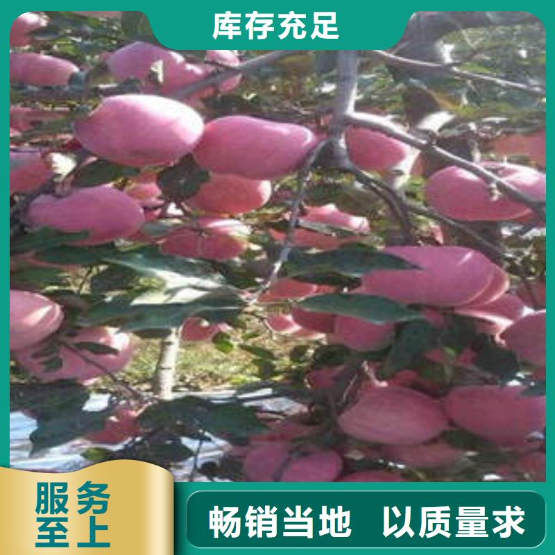 紅富士蘋果-蘋果種植基地常年供應好廠家有擔當