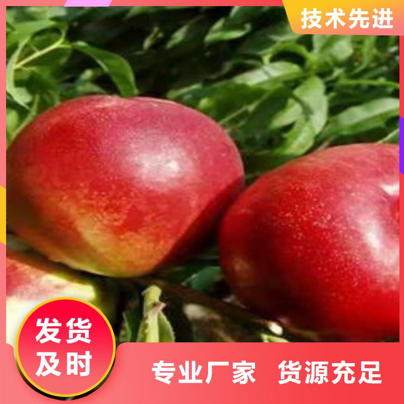 桃樹苗山楂苗放心得選擇本地貨源