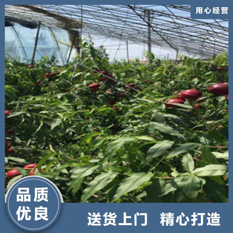 桃树苗定制批发打造好品质