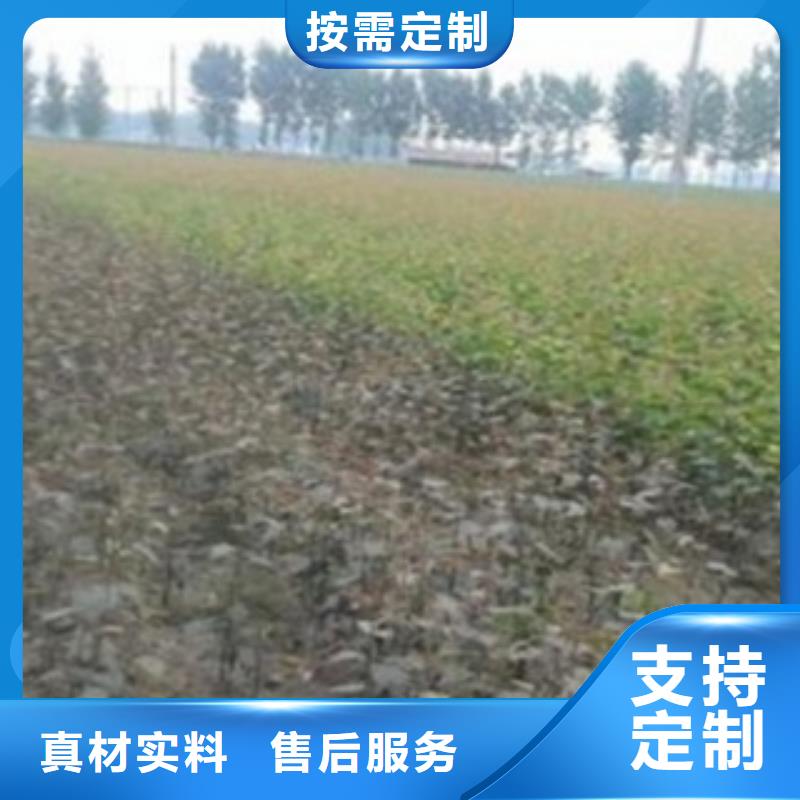梨樹(shù)苗蘋(píng)果苗好貨有保障精品選購(gòu)