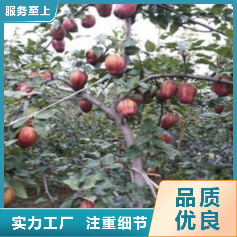 【梨樹苗蘋果苗自營品質有保障】本地公司