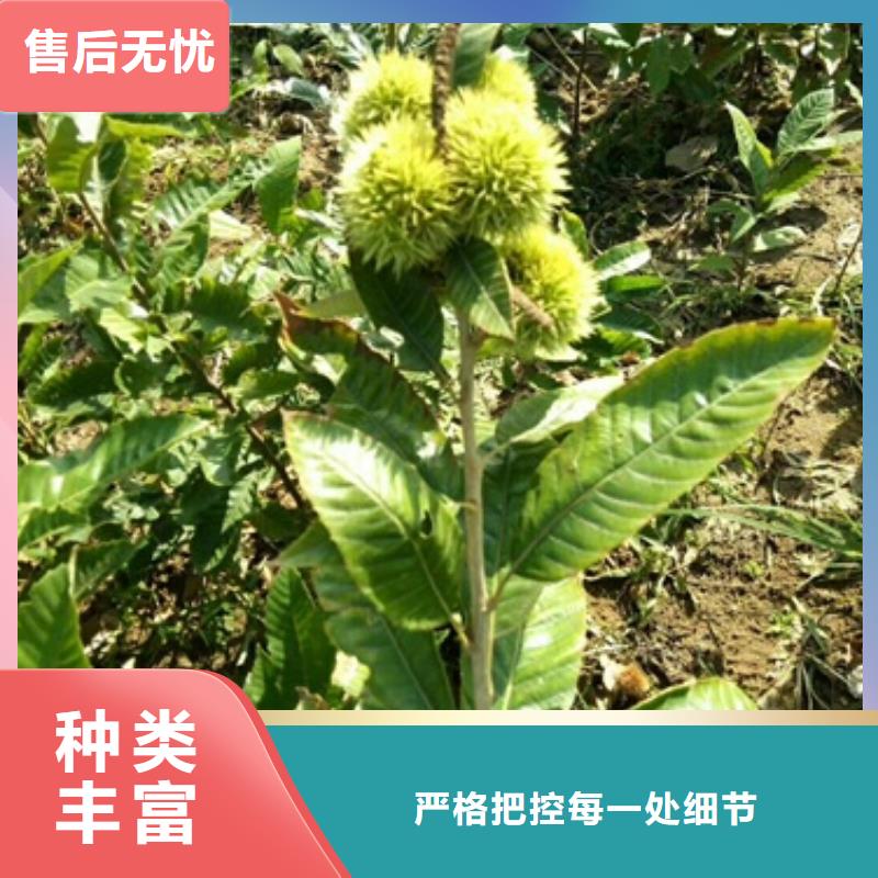 板栗苗48小時(shí)發(fā)貨細(xì)節(jié)之處更加用心