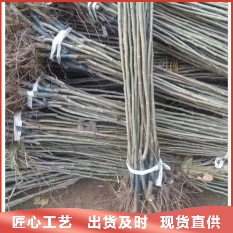 板栗苗,桃樹苗廠家案例本地生產商