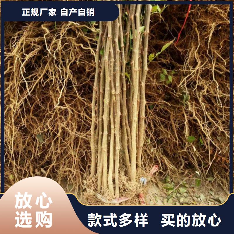 花椒苗苹果苗货源稳定当地品牌