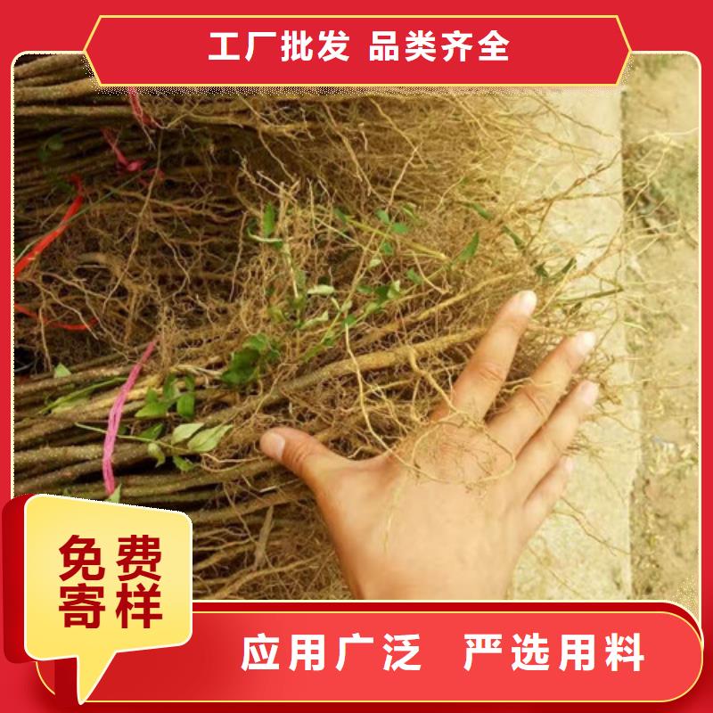 【花椒苗苹果苗厂家实力大】同城货源