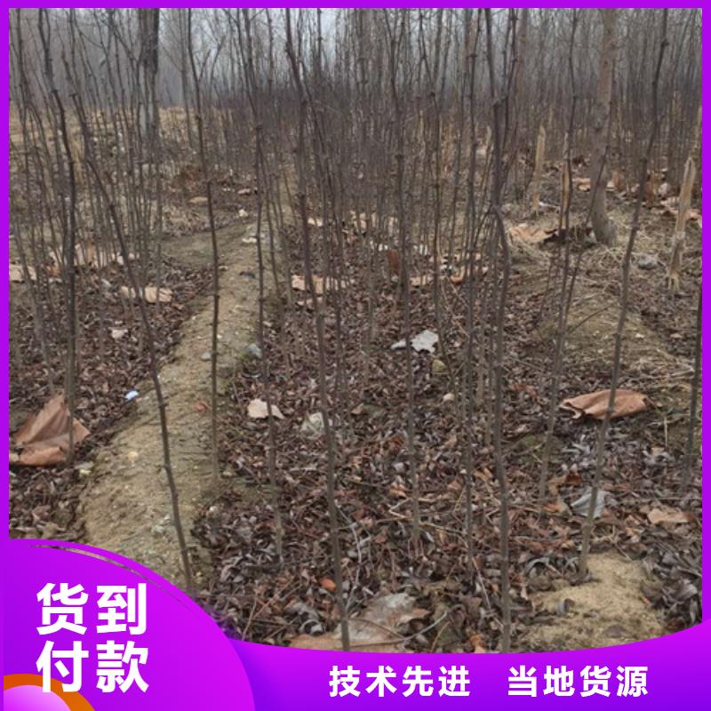 花椒苗_【梨樹苗】追求品質同城貨源