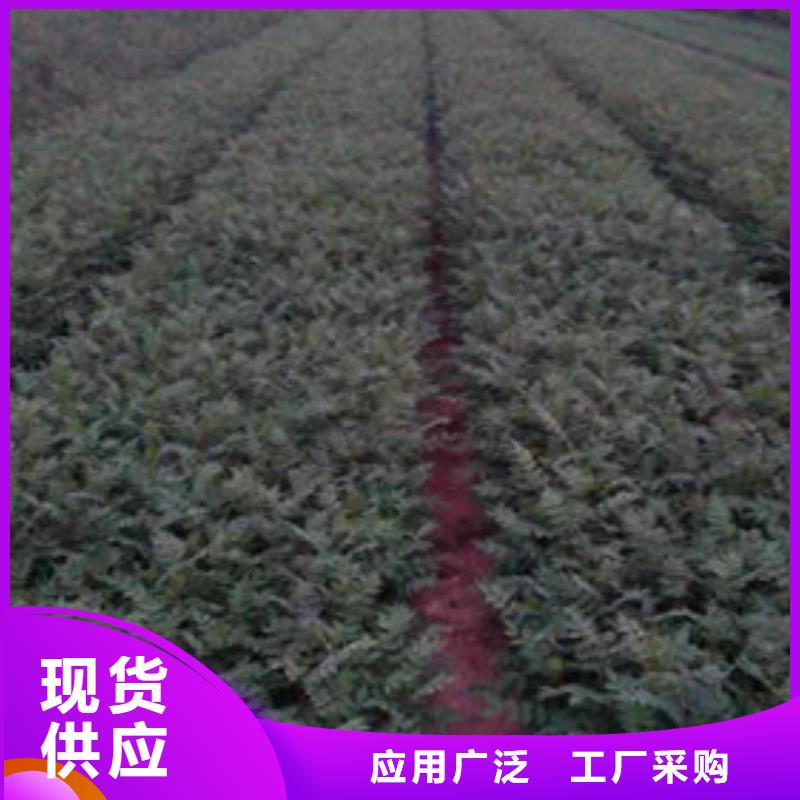 花椒苗【李子苗】精致工藝精心