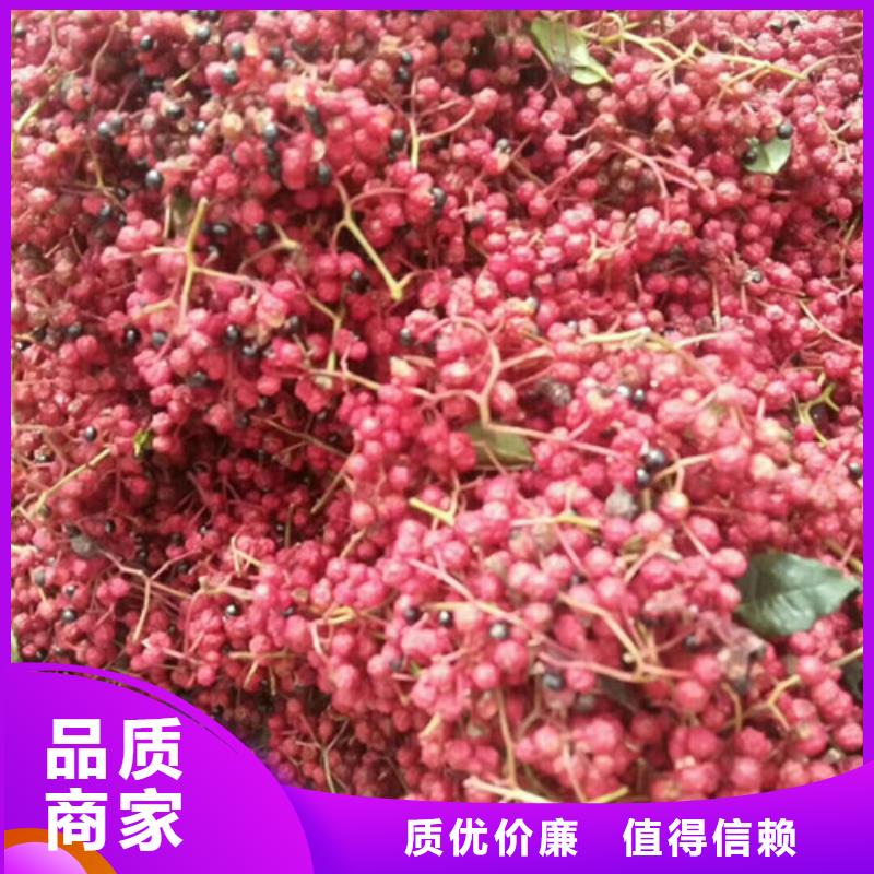 花椒苗-核桃苗来图定制量大从优当地货源