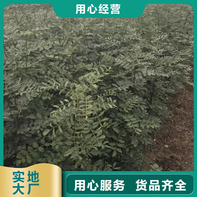 花椒苗_桃树苗甄选好厂家同城厂家