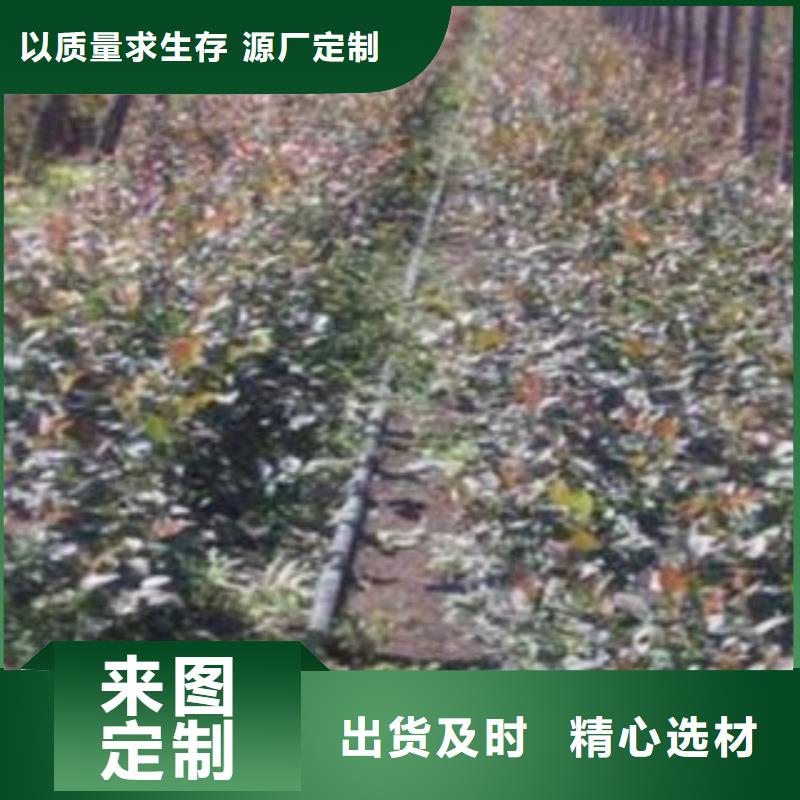 藍(lán)莓苗【梨樹(shù)苗】一手貨源同城貨源