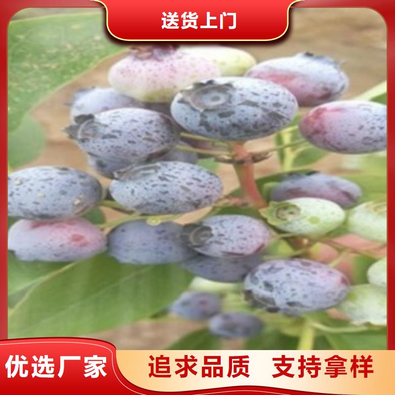 ?藍莓苗嚴格把關質量放心當地供應商