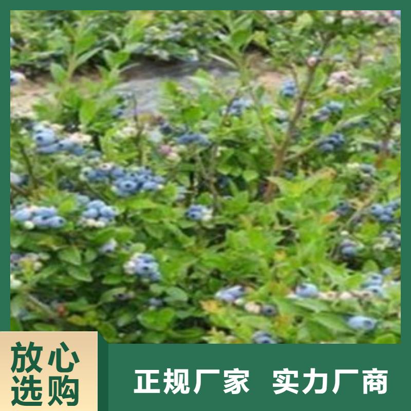 蓝莓苗核桃苗真材实料按需定制