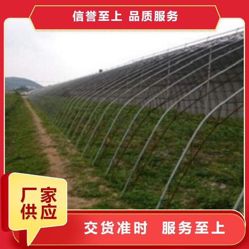 【蓝莓苗花椒苗好厂家有担当】规格型号全