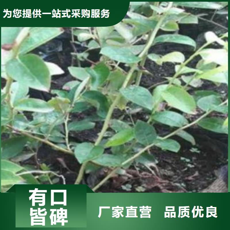 藍莓苗花椒苗一手貨源廠家擁有先進的設備