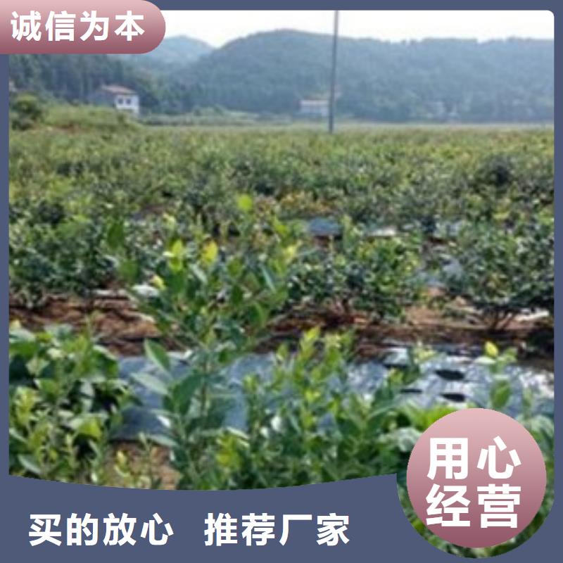 蓝莓苗【花椒苗】源头厂家经验丰富本地厂家