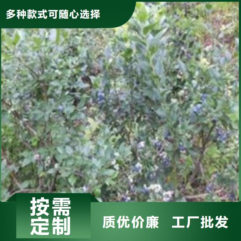 蓝莓苗核桃苗批发价格同城供应商