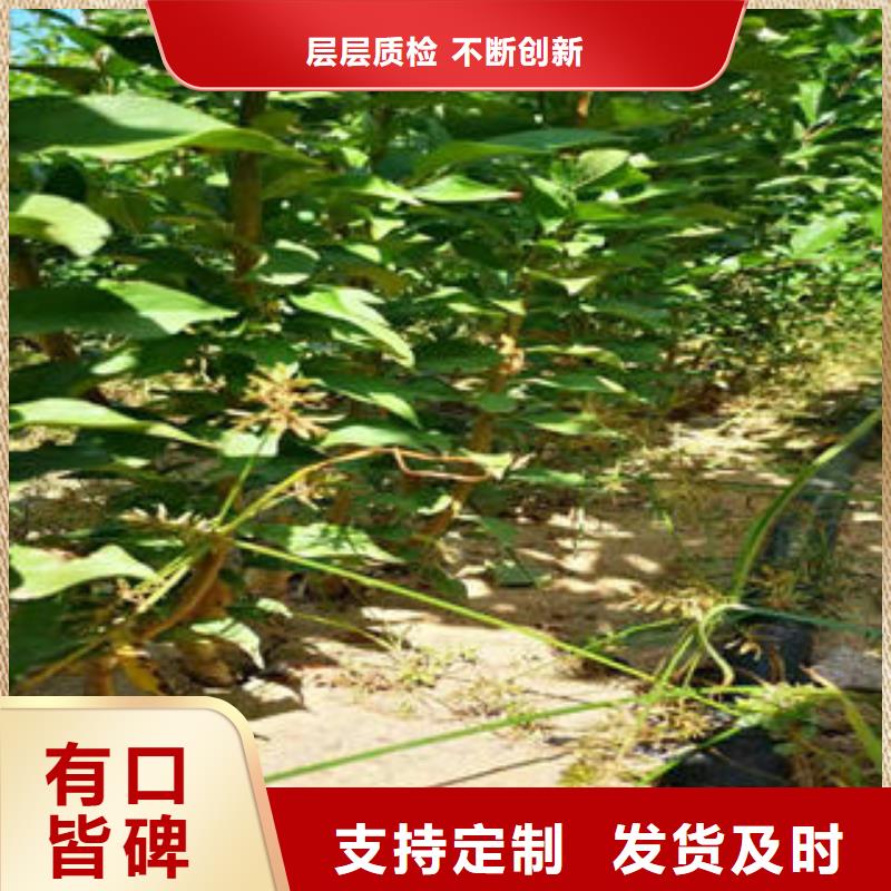 李子苗山楂苗有口皆碑本地供應(yīng)商