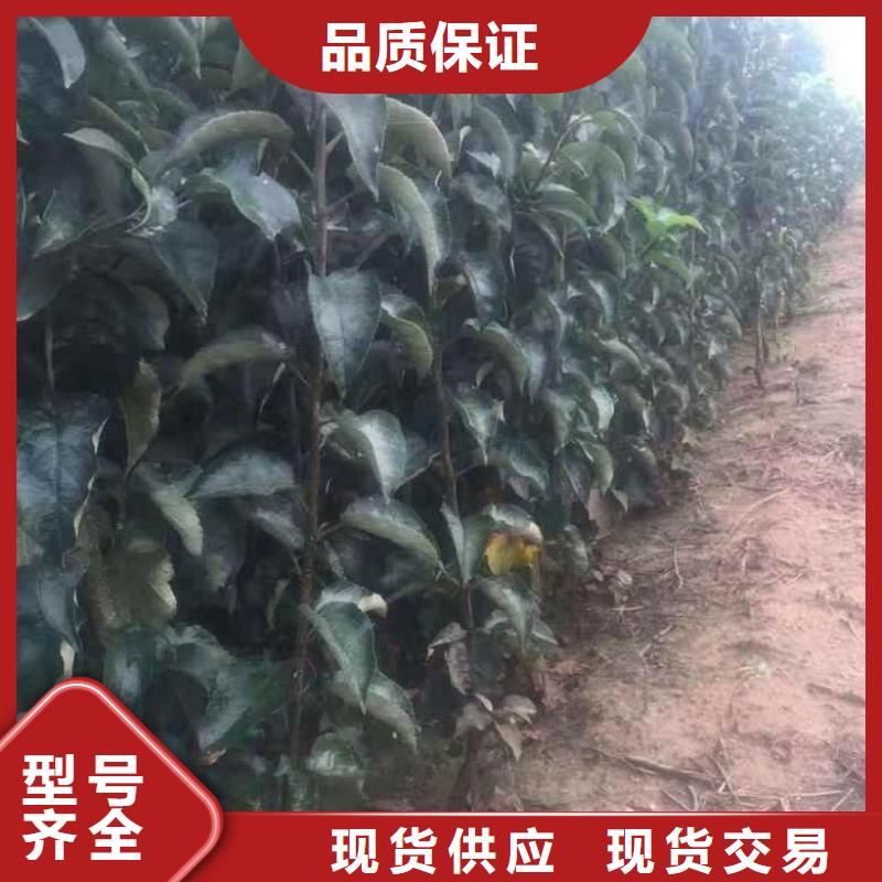蘋果苗花椒苗品質保證同城廠家