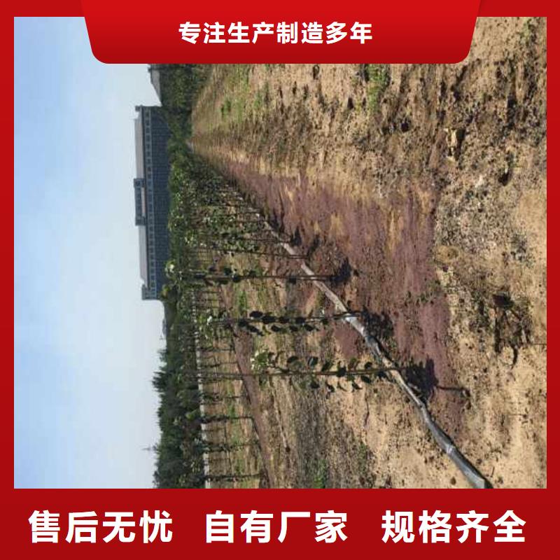 蘋果苗【板栗苗】放心得選擇當地公司