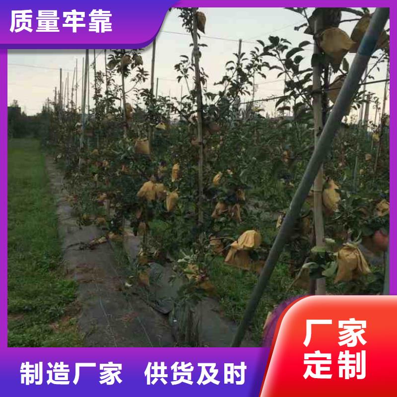 苹果苗,桃树苗送货上门货源报价