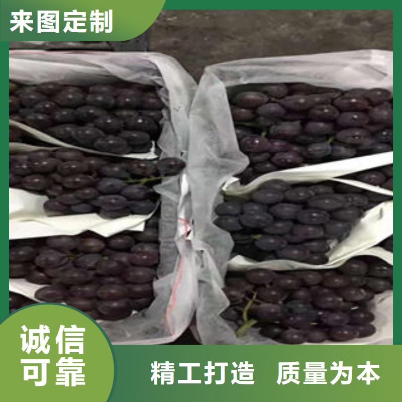 【葡萄苗李子苗精選貨源】好貨采購