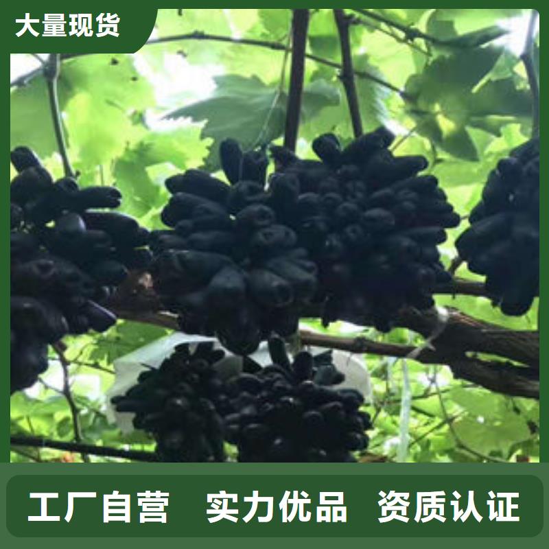 葡萄苗,梨树苗实体诚信经营精心打造