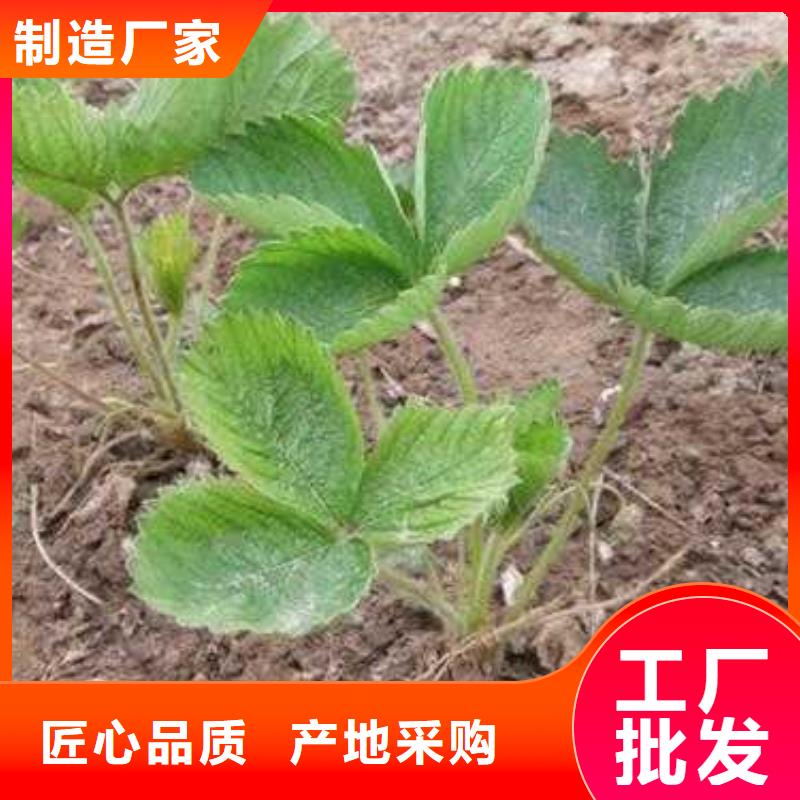 草莓苗梨树苗细节之处更加用心讲信誉保质量