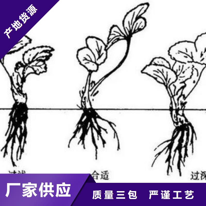 草莓苗_【板栗苗】详细参数质检合格发货