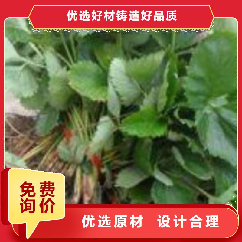 【草莓苗桃树苗今年新款】源头工厂量大优惠