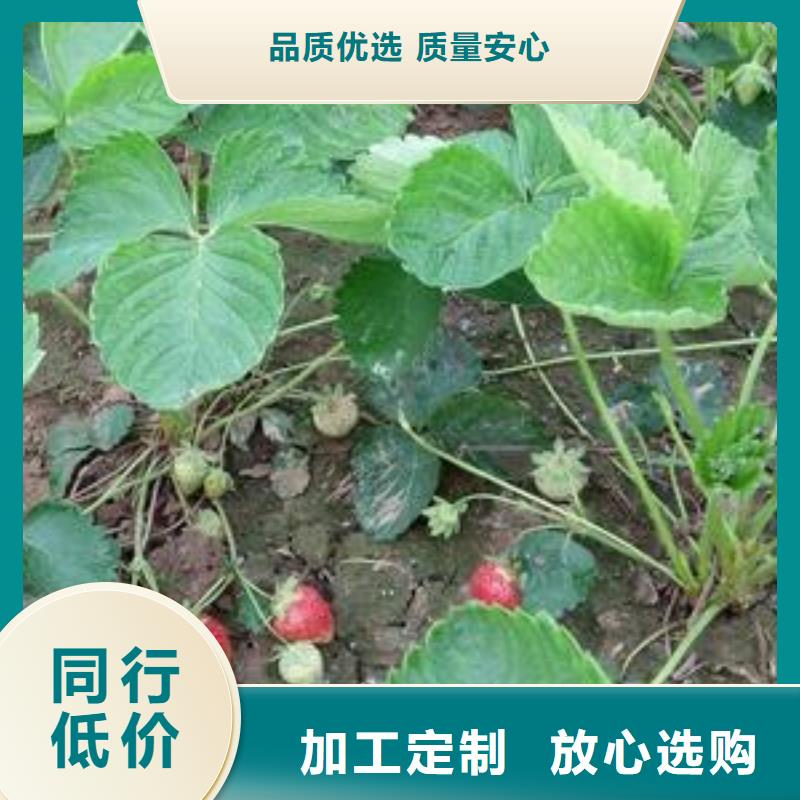 【草莓苗】核桃苗厂家直销货源充足工厂认证