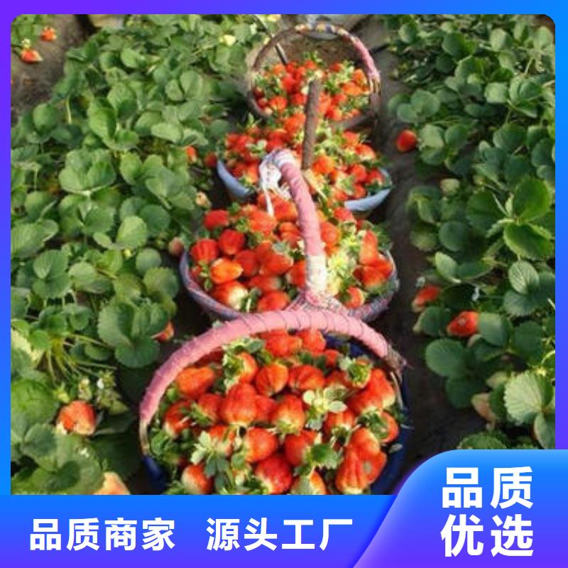 【草莓苗板栗苗嚴選材質】打造好品質