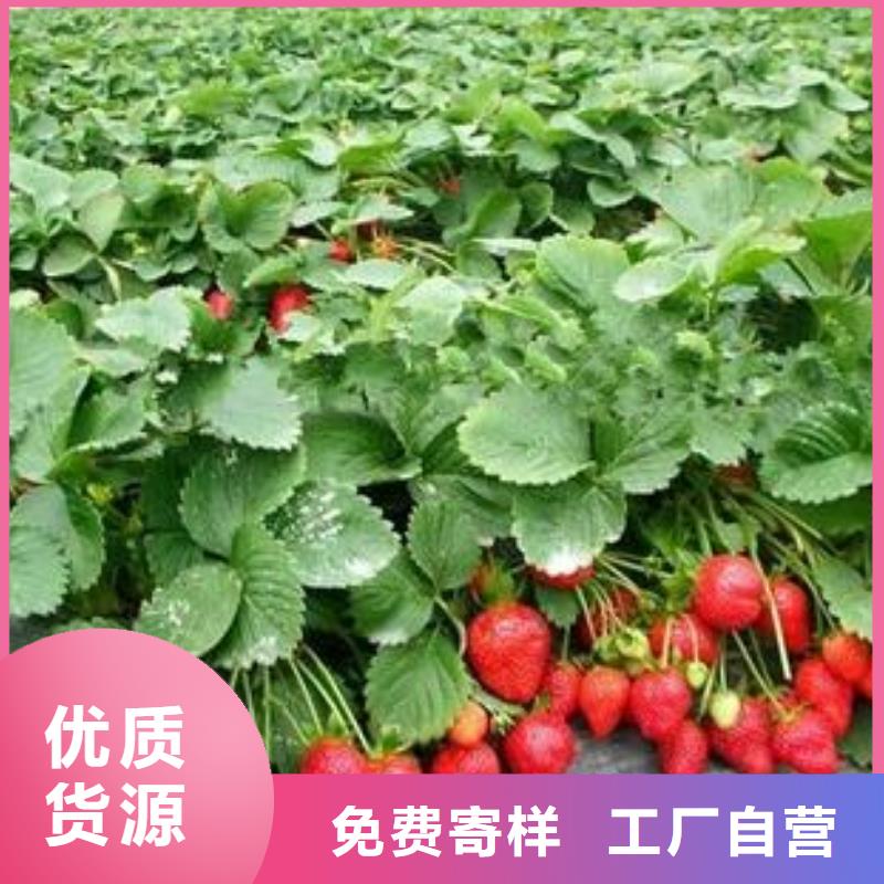 草莓苗-核桃苗合作共贏多年廠家可靠