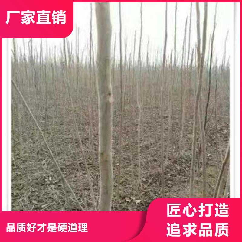 香椿苗【李子苗】匠心打造當地生產廠家