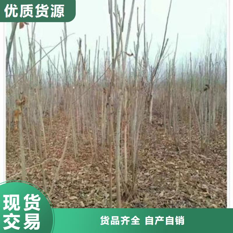 ​香椿苗花椒苗应用范围广泛当地经销商