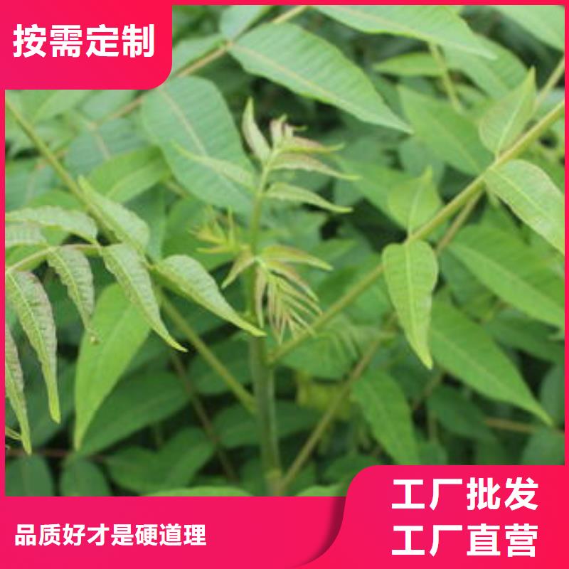 香椿苗【桃樹苗】專業品質當地服務商