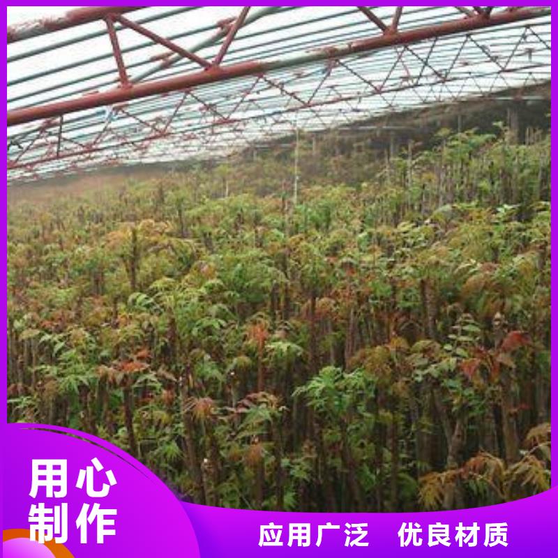 香椿苗【核桃苗】品質優選本地制造商