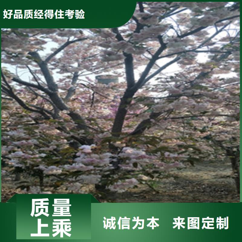 櫻花藍莓苗好品質選我們品質無所畏懼