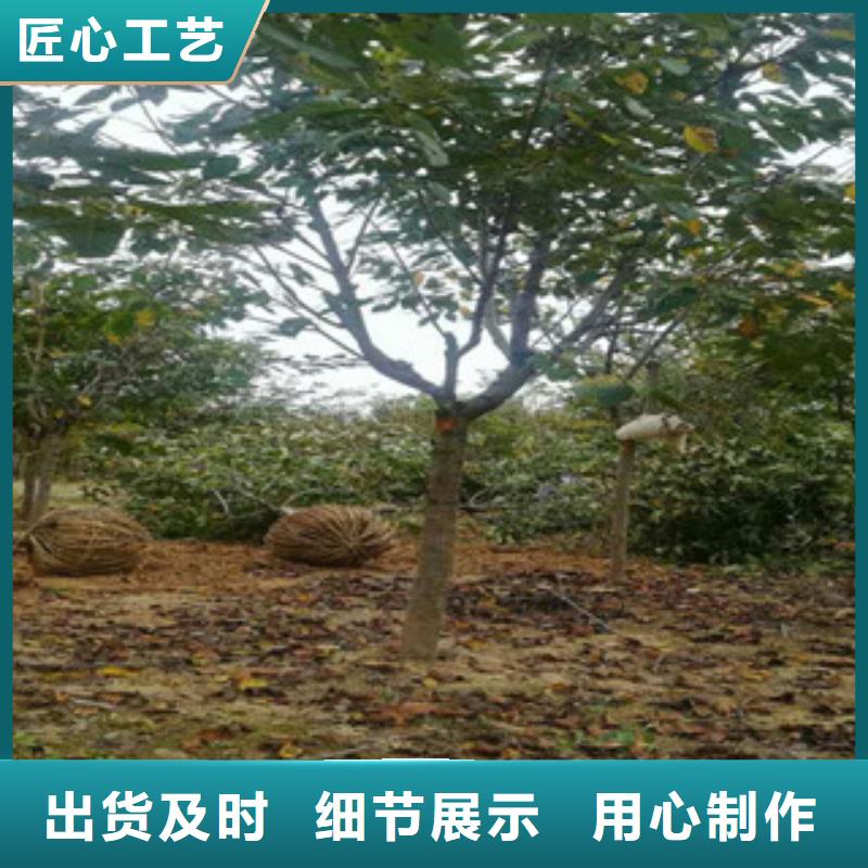 櫻花_占地果樹源頭廠家量大價優通過檢測