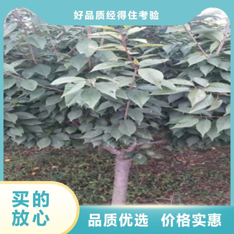 樱花樱桃苗把实惠留给您信誉有保证