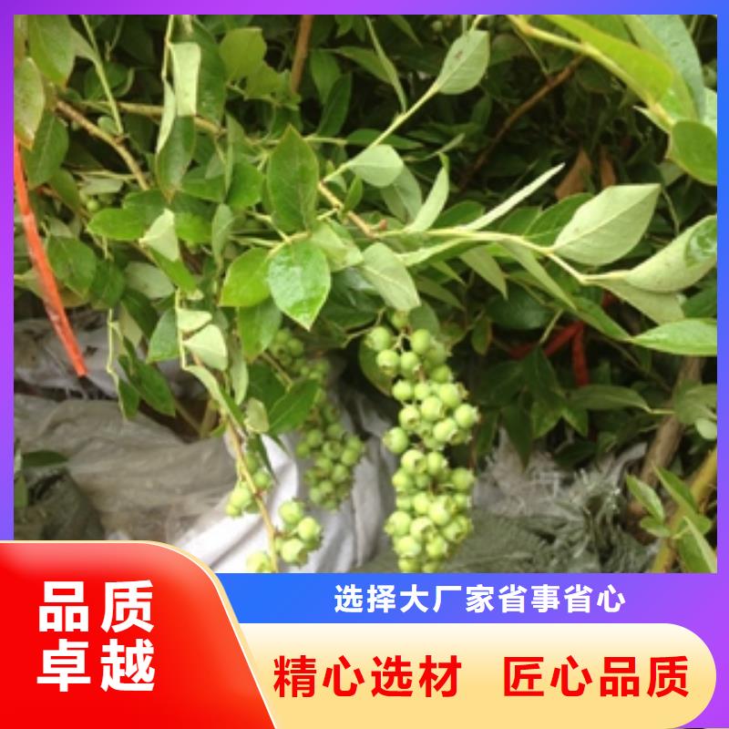 藍莓苗【占地果樹】免費回電全品類現貨