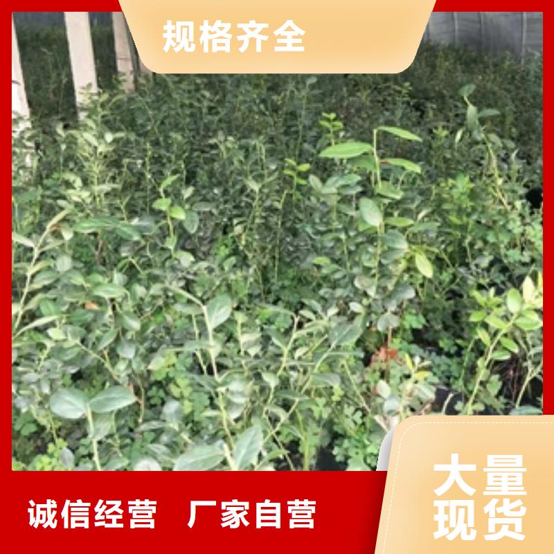 蓝莓苗_树莓苗随心所欲定制专业品质