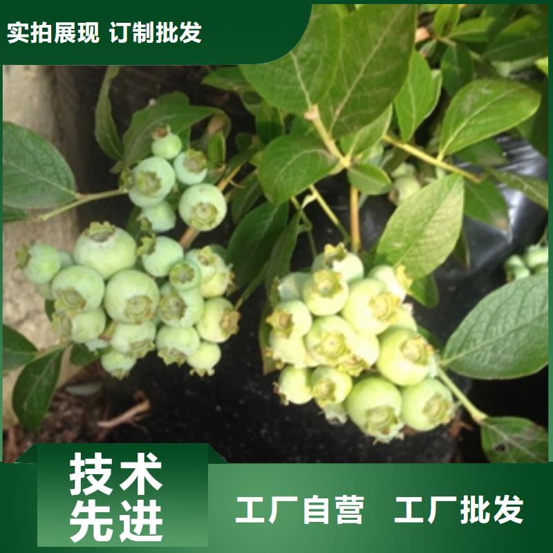 蓝莓苗绿化树绿化工程货源充足当地制造商