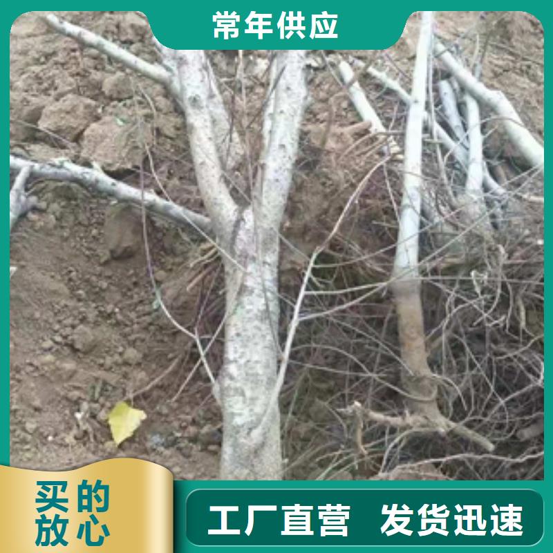 桃树钙果苗现货供应当地公司