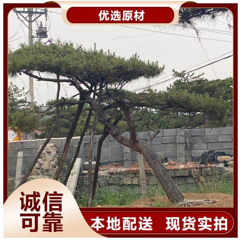 造型松造型黑松歡迎來電咨詢同城制造商