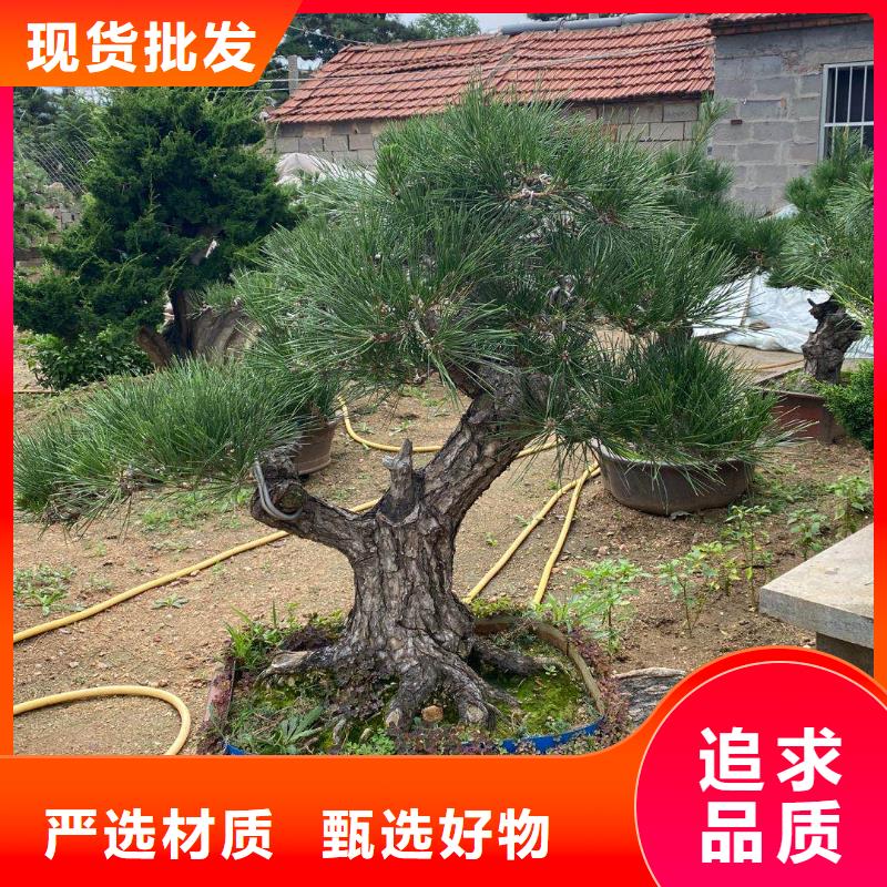 造型松造型松價(jià)格每一處都是匠心制作可定制