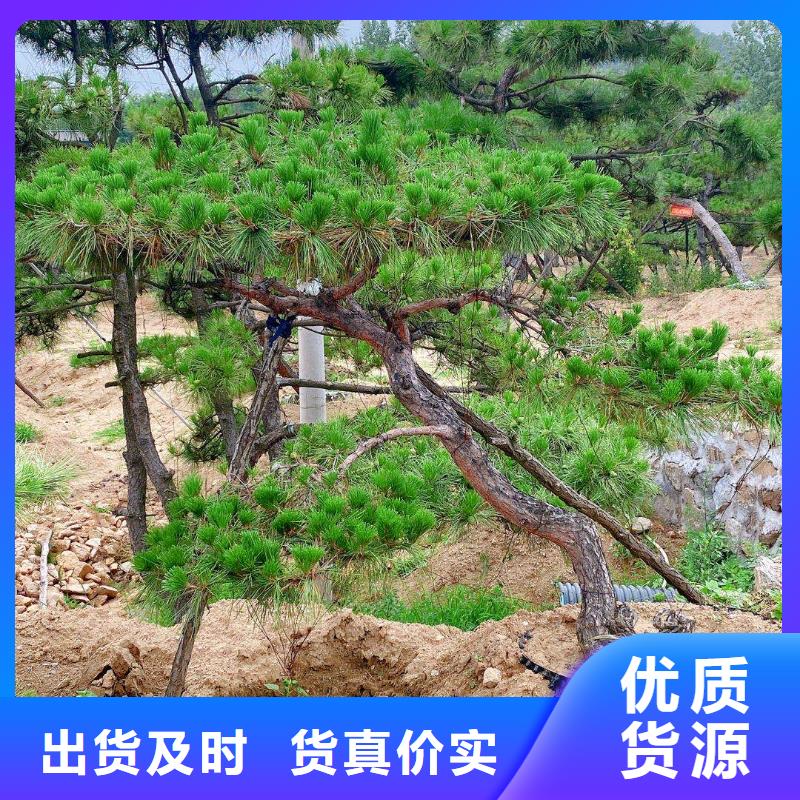 造型松產(chǎn)品優(yōu)良產(chǎn)品細(xì)節(jié)
