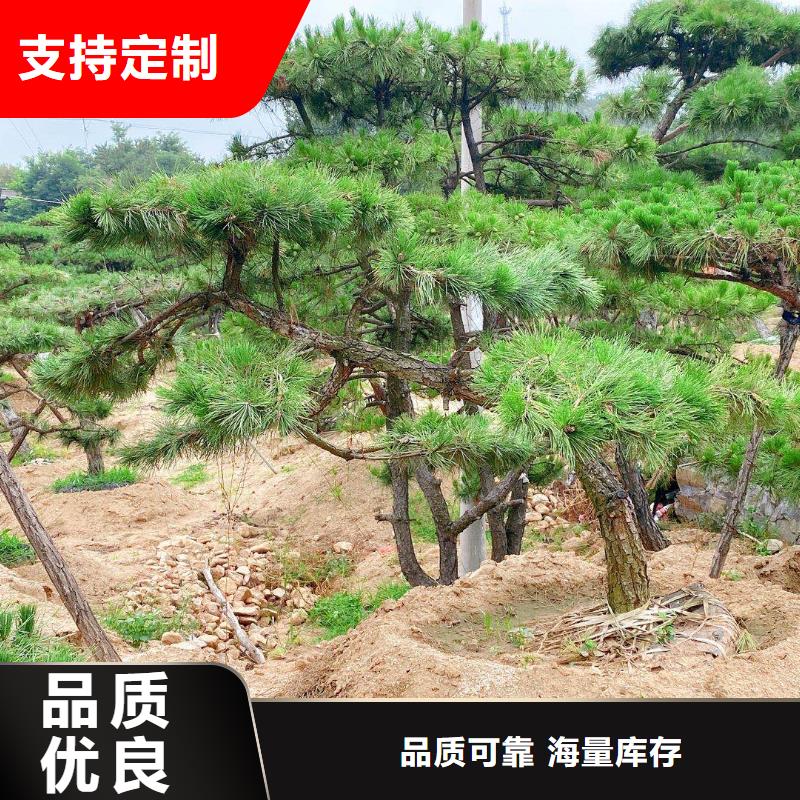 造型松【古樁】豐富的行業經驗當地生產商