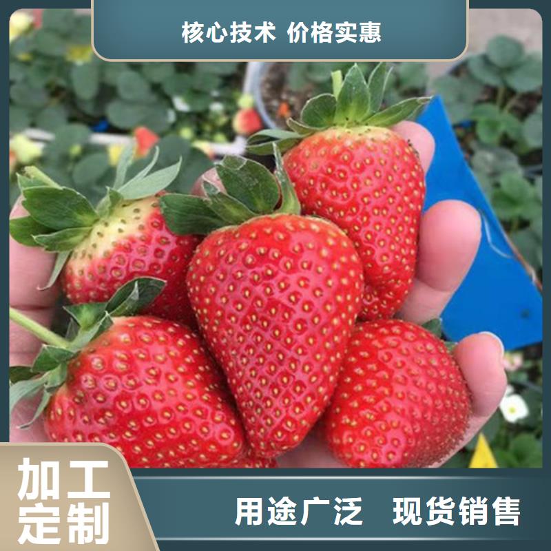 草莓苗-西瓜苗优选原材好品质售后无忧