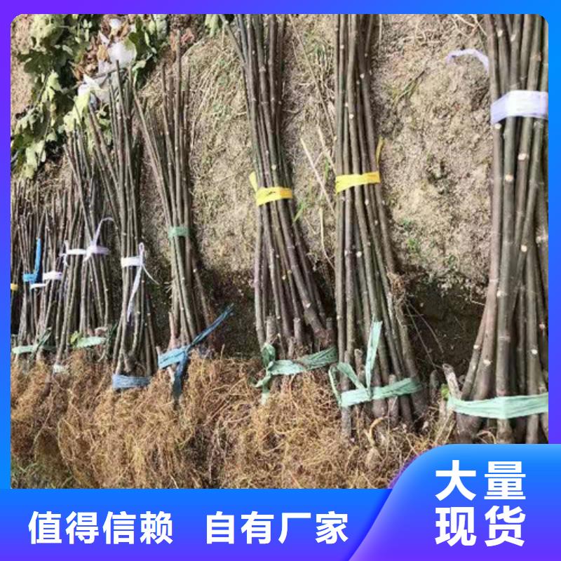 无花果,山楂苗让客户买的放心库存量大