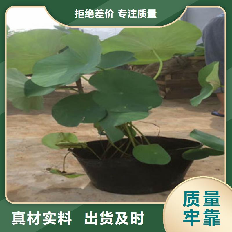 時令草花柳葉馬鞭草/薰衣草實地大廠廠家銷售